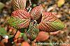 Viburnum lantana 'Macrophyllum' fall color