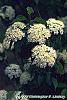 Viburnum lentago flowers