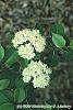 Viburnum lentago flowers