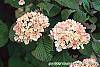 Viburnum plicatum forma tomentosum 'Kern's Pink' flowers