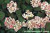 Viburnum plicatum forma tomentosum 'Kern's Pink' flowers