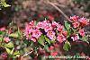 Weigela florida 'Bristol Ruby' flowers