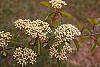 Viburnum prunifolium