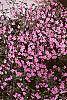 Saponaria ocymoides