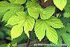 Humulus lupulus 'Aureus' leaves