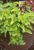 Ipomoea batatas 'Margueritte'