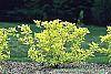 Cornus sericea 'Garden Glow' habit