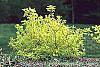Cornus sericea 'Garden Glow' habit