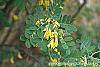Caragana arborescens flowers