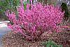 Cercis chinensis