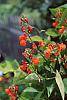 Phaseolus coccineus 'Scaret Emperor'