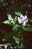Gentiana andrewsii
