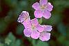 Geranium maculatum
