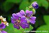 Geranium renardii 'Terra Franche' flowers
