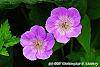 Geranium 'Sugar Plum' flowers