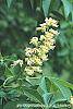 Aesculus glabra flowers