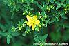 Hypericum perforatum flowers