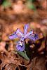 Iris cristata