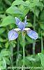 Iris 'Kingfisher Blue' flowers