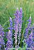 Salvia faranacea 'Victoria' flowers