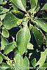 Sassafras albidum leaves