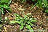Erythronium 'Pagoda' habit