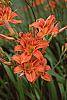 Hemerocallis fulva