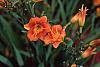 Hemerocallis 'Justin Orange'