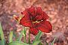 Hemerocallis 'Stroke of Midnight'