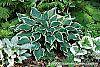 Hosta 'Dark Star' habit