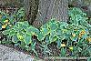Hosta 'Frances Williams' habit