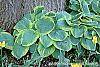 Hosta 'Frances Williams' habit