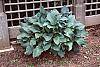 Hosta 'Krossa Regal'
