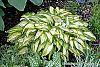 Hosta 'Sea Sprite' habit