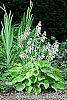 Hosta 'Sun Power' flowers