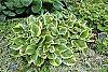 Hosta ventricosa 'Aureomarginata' habit