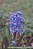 Hyacinthus orientalis flowers
