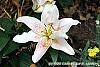 Lilium 'Mona Lisa' flowers