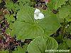 Trillium flexipes habit