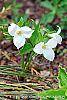 Trillium grandiflorum dwarf habit