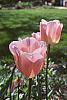 Tulipa 'Apricot Beauty'