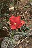Tulipa greigii 'Red Riding Hood'