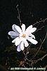 Magnolia kobus var. stellata 'Centennial' flowers