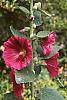 Alcea rosea