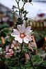 Lavatera 'White Satin'