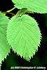 Davidia involucrata leaves