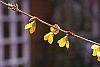 Forsythia suspensa flowers