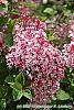 Syringa 'Bailbelle' (Tinkerbelle) flowers