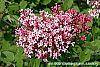 Syringa 'Bailbelle' (Tinkerbelle) flowers