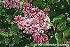 Syringa 'Bailbelle' (Tinkerbelle) flowers